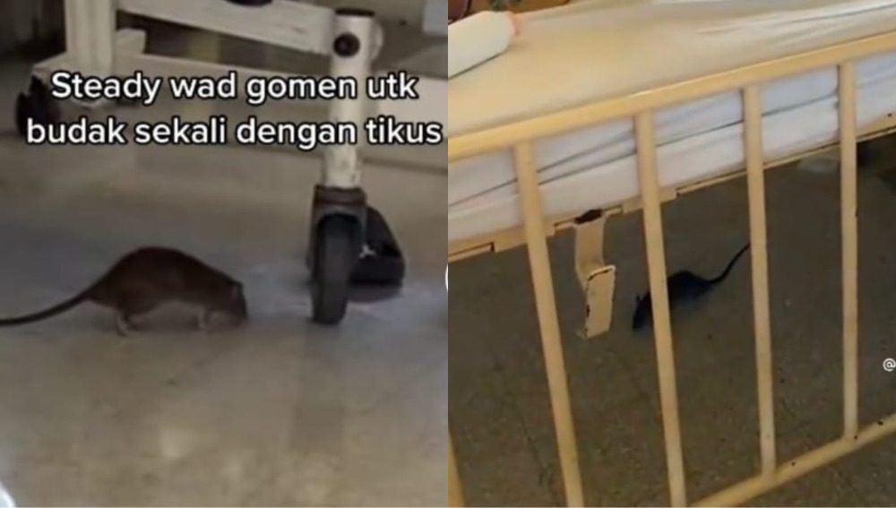Video tular seekor tikus berkeliaran di wad sebuah hospital