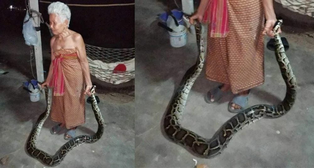 grandmother snake