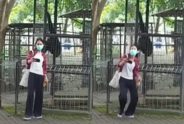 [VIDEO] Tak sempat nak selfie, rambut wanita ditarik Ungka di zoo