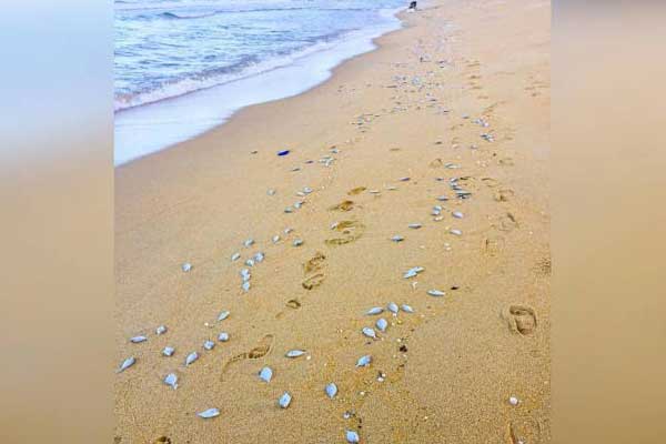 Ribuan ikan cermin mati terdampar di pantai Marang