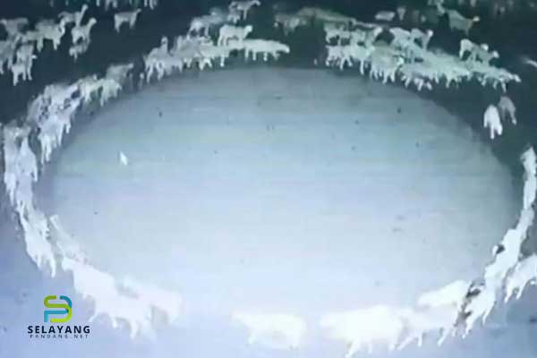 Video aneh biri-biri berjalan secara berpusing dalam satu bulatan, selama 12 hari