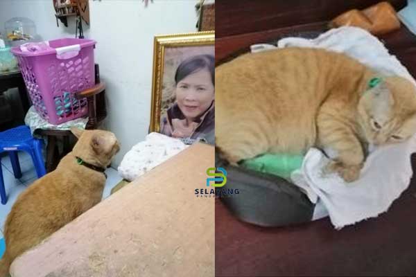 Anak kucing menangis setiap malam di hadapan foto pemiliknya yang sudah meninggal, berharap dia dapat memeluknya