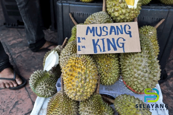 Durian king harga kayangan kini sudah jadi harga mampu milik untuk semua