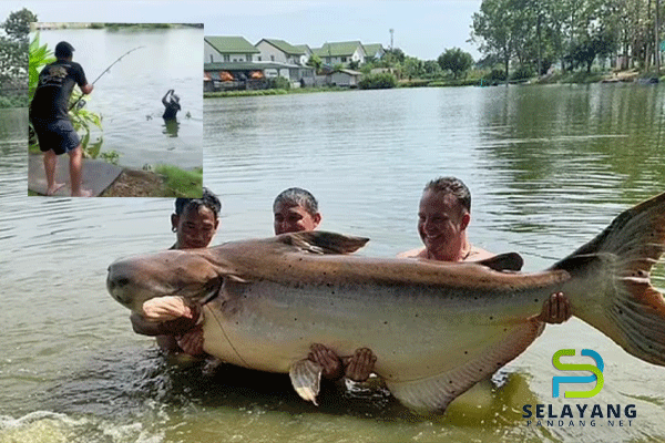 Lelaki berjaya naikkan ikan patin terbesar didunia 190kg selepas bertarung 90 minit