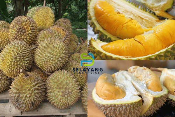 5 cara pilih durian terbaik untuk dapatkan isi yang puas hati