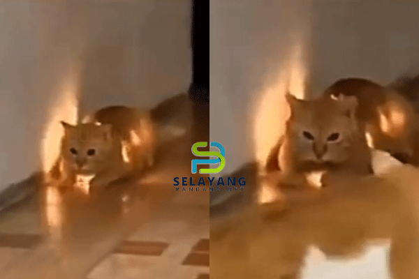 Tular video kucing tertelan lampu 'kelip-kelip' dalam badan