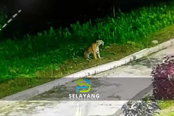 Penduduk kampung nampak kelibat harimau di taman perumahan Tanjung Malim