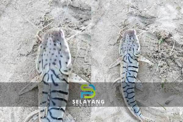 Lelaki jumpa ‘Tiger Cat Fish’ di sungai Malaysia