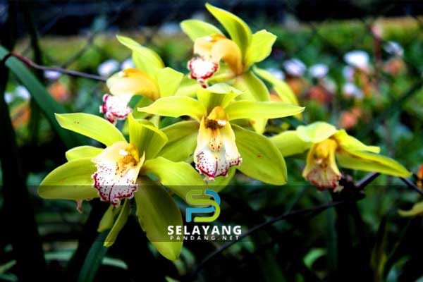Sekumtun Bunga Orkid Shenzhen Nongke dijual pada harga RM7 juta