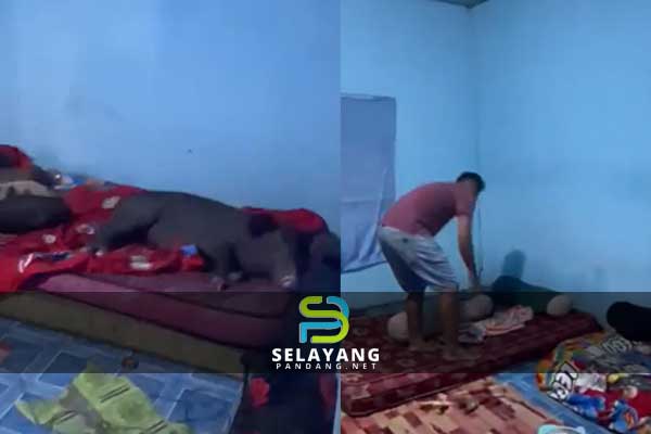 Pemuda terkejut 4 ekor babi tidur nyenyak atas tilam dalam bilik