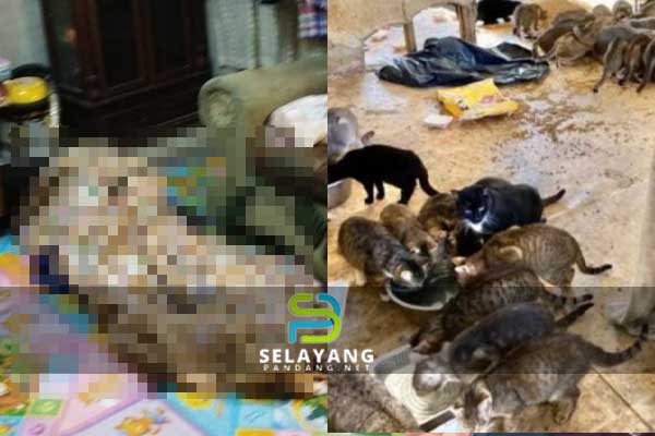 Suami isteri ditemukan mati bersama 150 ekor kucing dalam rumah