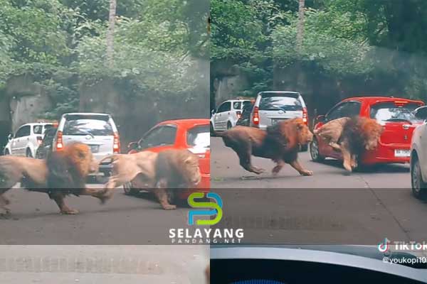 Kereta orang awam dirempuh singa bergaduh
