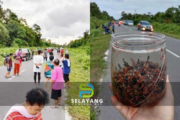 Orang Sarawak bakal jadi kaya-raya, ulat 'kayangan' berharga RM600 sekilo ditemui atas jalan