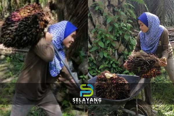 Upah RM400 sebulan, gadis 20 tahun selamba angkat buah kelapa sawit