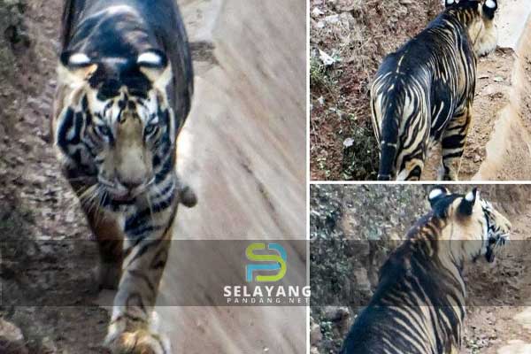 Hanya ada 8 ekor je di dunia, harimau hitam ‘ultra-rare’ munculkan diri