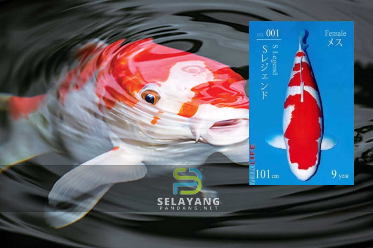 Ikan koi paling mahal di dunia ditemui bernilai RM7.27 juta, rupanya ini sebab jadi mahal