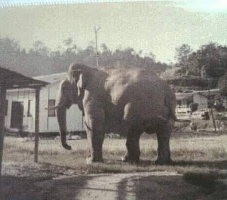 Kisah gajah bernama Aduka bersaiz besar tinggi sebuah rumah di Gerik