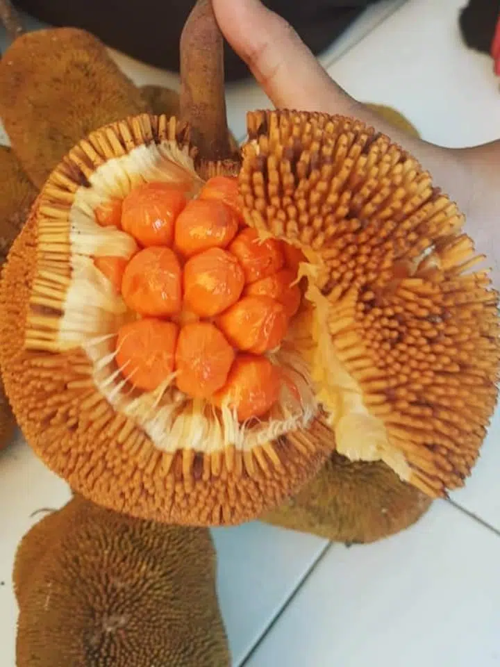 Buah eksotik paling rare dalam Malaysia, mirip durian & cempedak yang ramai tak tahu
